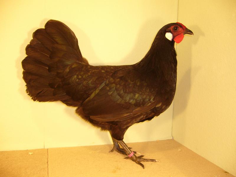 Muenster 2008 197.jpg - Zwerg Rheinländer schwarz von S.Böggemeyer Preis V97 LVEJ